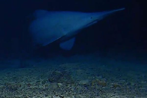 生きた「ゴブリンシャーク」の姿、稀少なサメの映像を正式に確認
