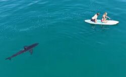 パドルボードに乗った2人をホホジロザメが追跡、ドローン映像が恐ろしい【動画】