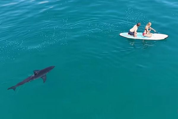 パドルボードに乗った2人をホホジロザメが追跡、ドローン映像が恐ろしい【動画】