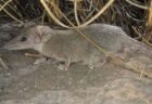 最も可愛らしく、獰猛な有袋類の新種、オーストラリアで発見