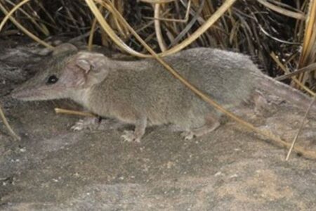 最も可愛らしく、獰猛な有袋類の新種、オーストラリアで発見