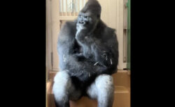 東山動物園の「考えるゴリラ」キヨマサが、国際的な話題に