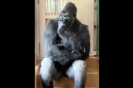 東山動物園の「考えるゴリラ」キヨマサが、国際的な話題に