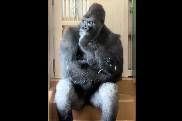 東山動物園の「考えるゴリラ」キヨマサが、国際的な話題に