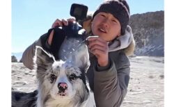 フォロワー150万人超の人気犬「鋤頭」、盗難後に数千円で売られて食肉処理