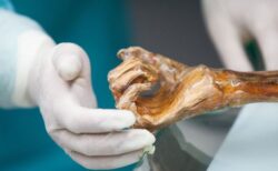 5300年前のミイラから採取した酵母を使い、科学者がパンを焼き上げる