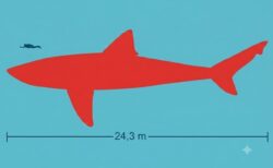 30年間失われていた巨大メガロドンの標本を再発見 体長や寿命に新たな知見