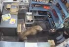 鳥のように電柱のてっぺんに留まった、巨大グマが撮影される