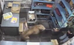 インドの酒屋にヒョウが侵入、店員に飛び掛かる【動画】