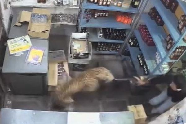 インドの酒屋にヒョウが侵入、店員に飛び掛かる【動画】