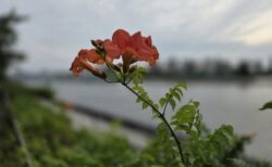 地球上の最後の植物が枯れるのは約18億年後　太陽とCO₂が運命を左右