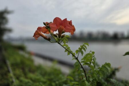 地球上の最後の植物が枯れるのは約18億年後　太陽とCO₂が運命を左右
