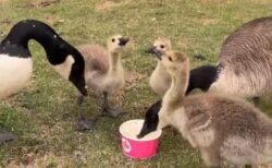 野生のガチョウ、女性から水を与えられ、感謝する様子を示す【動画】