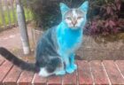 飼っているネコが自宅に戻ったら青く染まっていた！その意外な理由とは？