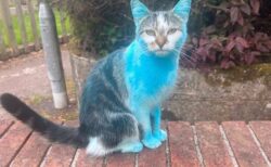 飼っているネコが自宅に戻ったら青く染まっていた！その意外な理由とは？