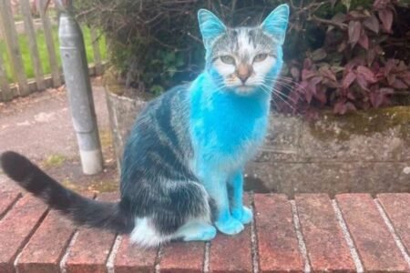 飼っているネコが自宅に戻ったら青く染まっていた！その意外な理由とは？