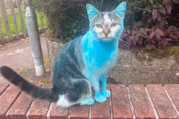 飼っているネコが自宅に戻ったら青く染まっていた!その意外な理由とは?