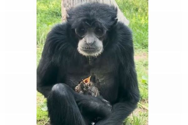 米の動物園でテナガザルが鳥のヒナを保護、大切に世話をする【動画】
