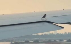 小鳥が旅客機で巣作り？小枝をくわえ、翼の隙間に潜り込む【動画】