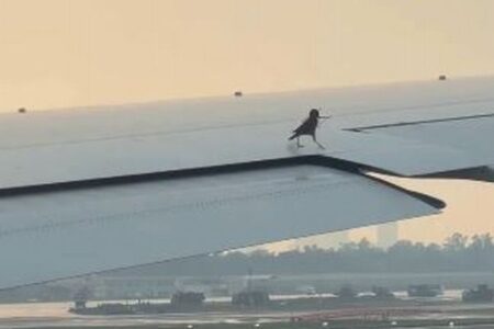 小鳥が旅客機で巣作り？小枝をくわえ、翼の隙間に潜り込む【動画】
