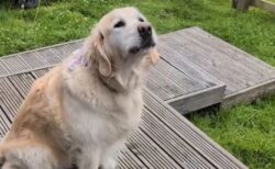 英のゴールデンレトリバー、牛のような声を上げる