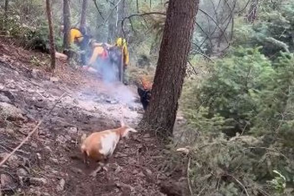 好奇心旺盛なヤギ、消火活動中の消防士の後についていく【動画】