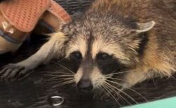 湖で流されていたアライグマを、2人の男性がパドルボードで救出【動画】