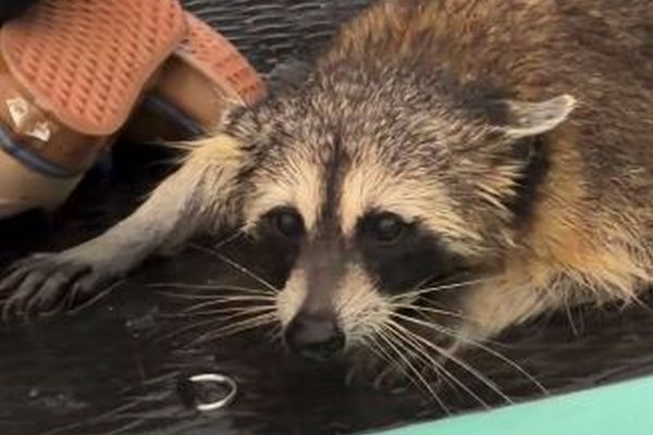 湖で流されていたアライグマを、2人の男性がパドルボードで救出【動画】