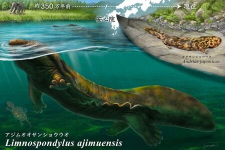 京都大学の研究チーム、オオサンショウウオの化石を新種と特定