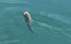 魚が犬用のボールをくわえてしまい、泳げなくなってしまう【動画】