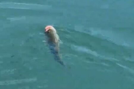 魚が犬用のボールをくわえてしまい、泳げなくなってしまう【動画】