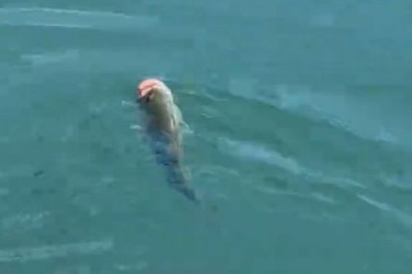 魚が犬用のボールをくわえてしまい、泳げなくなってしまう【動画】