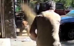 男性がクマよけスプレーを噴射、襲い掛かってきたクマが退散【動画】