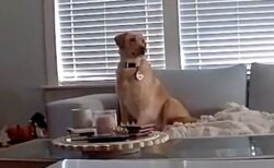 危険を察知した犬が部屋から避難、その後天井が崩壊【動画】