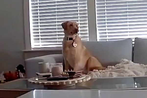 危険を察知した犬が部屋から避難、その後天井が崩壊【動画】