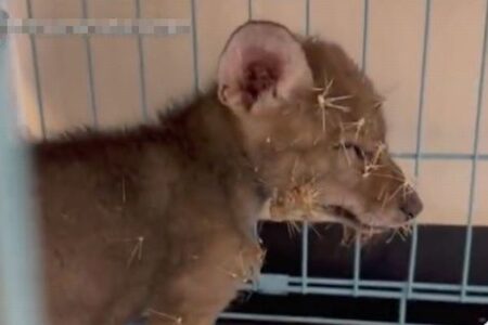 体中にトゲが刺さったコヨーテの子供、保護され回復へ向かう【動画】