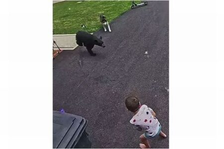 勇敢なワンコ、クマに襲われそうな子供を守る【動画】