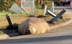 有名なゾウアザラシ、タスマニア島を再び訪れ、大混乱を引き起こす【動画】