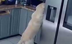 飼っていた犬が原因で住宅が火災に、ペット3匹が死亡【アメリカ】