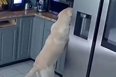 飼っていた犬が原因で住宅が火災に、ペット3匹が死亡【アメリカ】