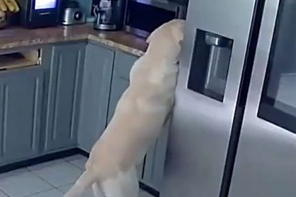 飼っていた犬が原因で住宅が火災に、ペット3匹が死亡【アメリカ】