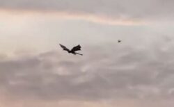 イギリスの上空に巨大なドラゴンが出現、羽を動かし空を舞う【動画】