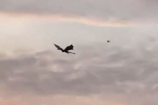 イギリスの上空に巨大なドラゴンが出現、羽を動かし空を舞う【動画】