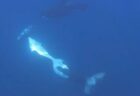 火花が飛び散り、電柱も倒壊…走行中の大型トラックが送電線を引っ掛ける【動画】