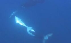 シャチが死んだマンボウに体当たり、一瞬で粉々に砕く【動画】