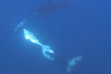 シャチが死んだマンボウに体当たり、一瞬で粉々に砕く【動画】