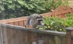 謎のアライグマ「ジモシー」が、爆発的な人気を博す【動画】