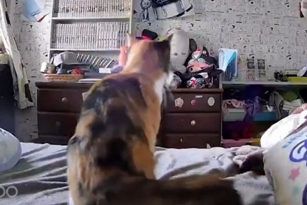【熊本地震】激しく揺れる前にネコが異常を感知、素早く逃げる【動画】