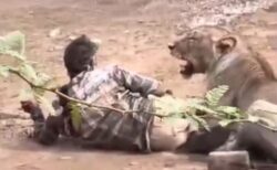 インドでライオンに襲われた男性、約30分も押さえつけられる【動画】