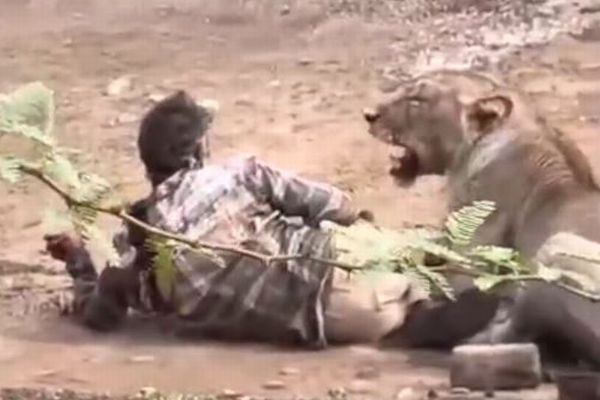 インドでライオンに襲われた男性、約30分も押さえつけられる【動画】